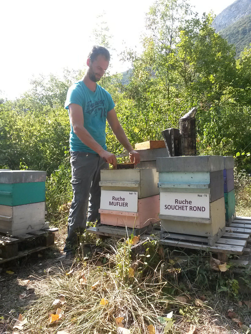 La ruche Muflier