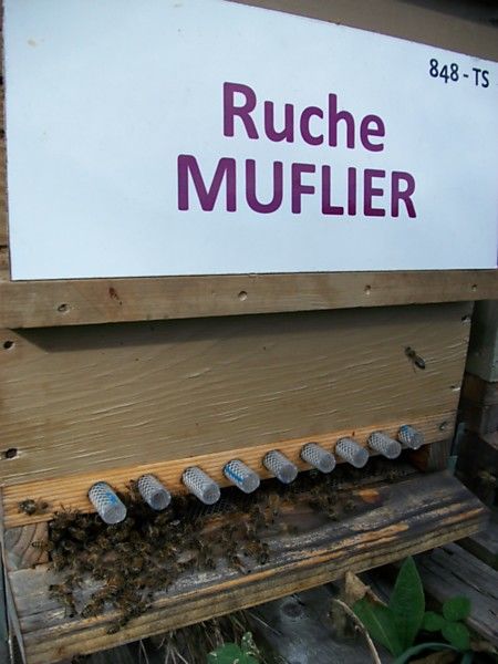 La ruche Muflier