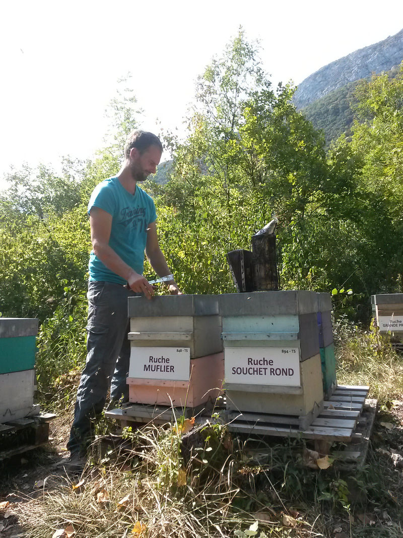 La ruche Muflier