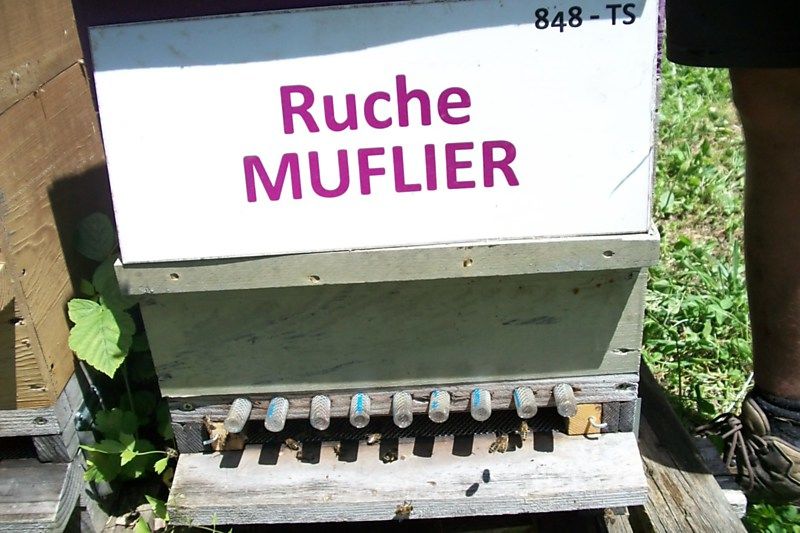 La ruche Muflier