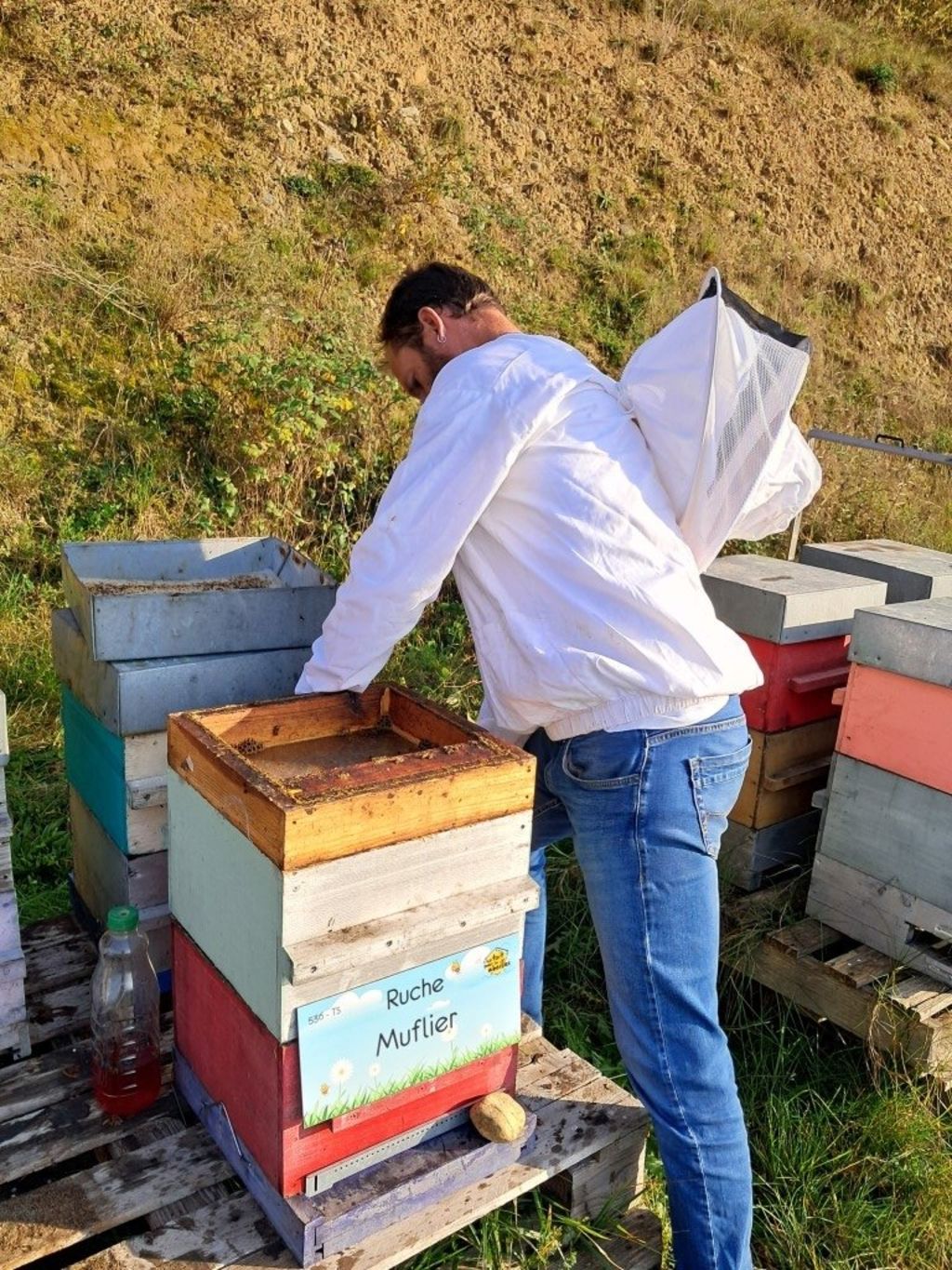 La ruche Muflier