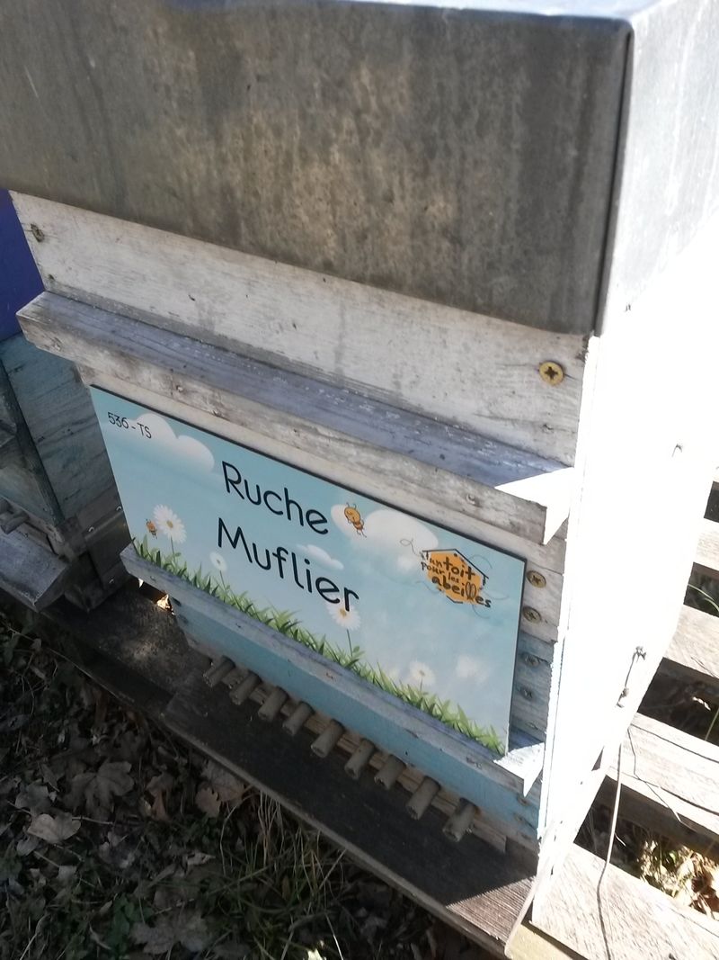 La ruche Muflier