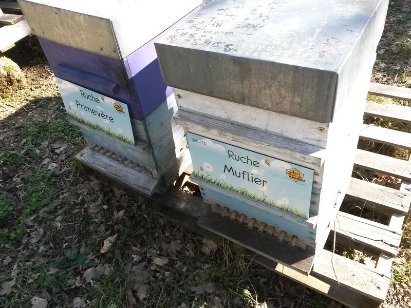 La ruche Muflier