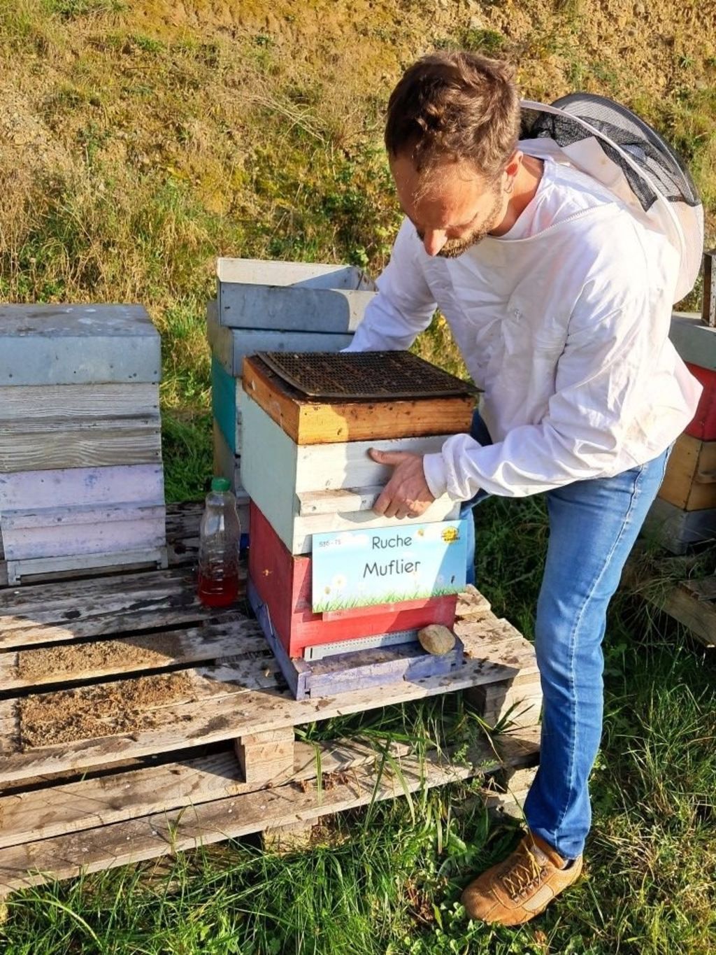 La ruche Muflier