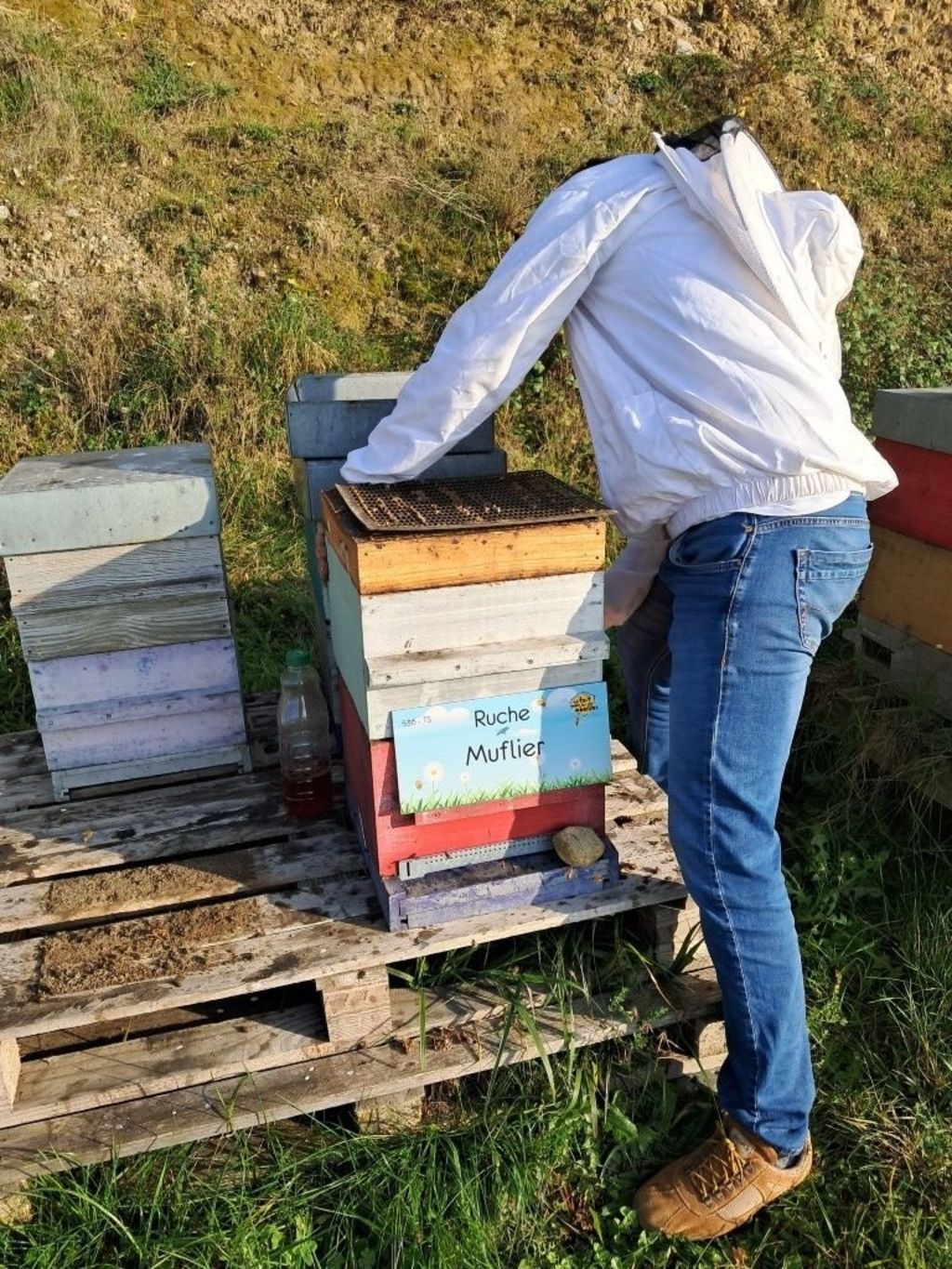 La ruche Muflier