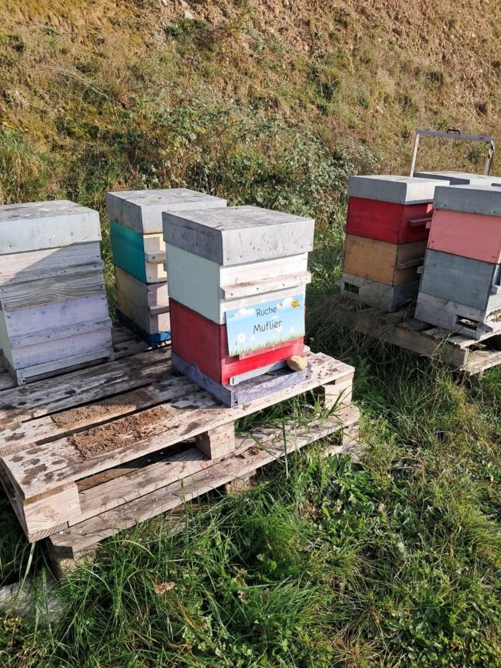 La ruche Muflier
