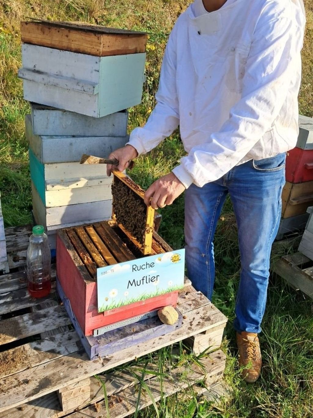 La ruche Muflier