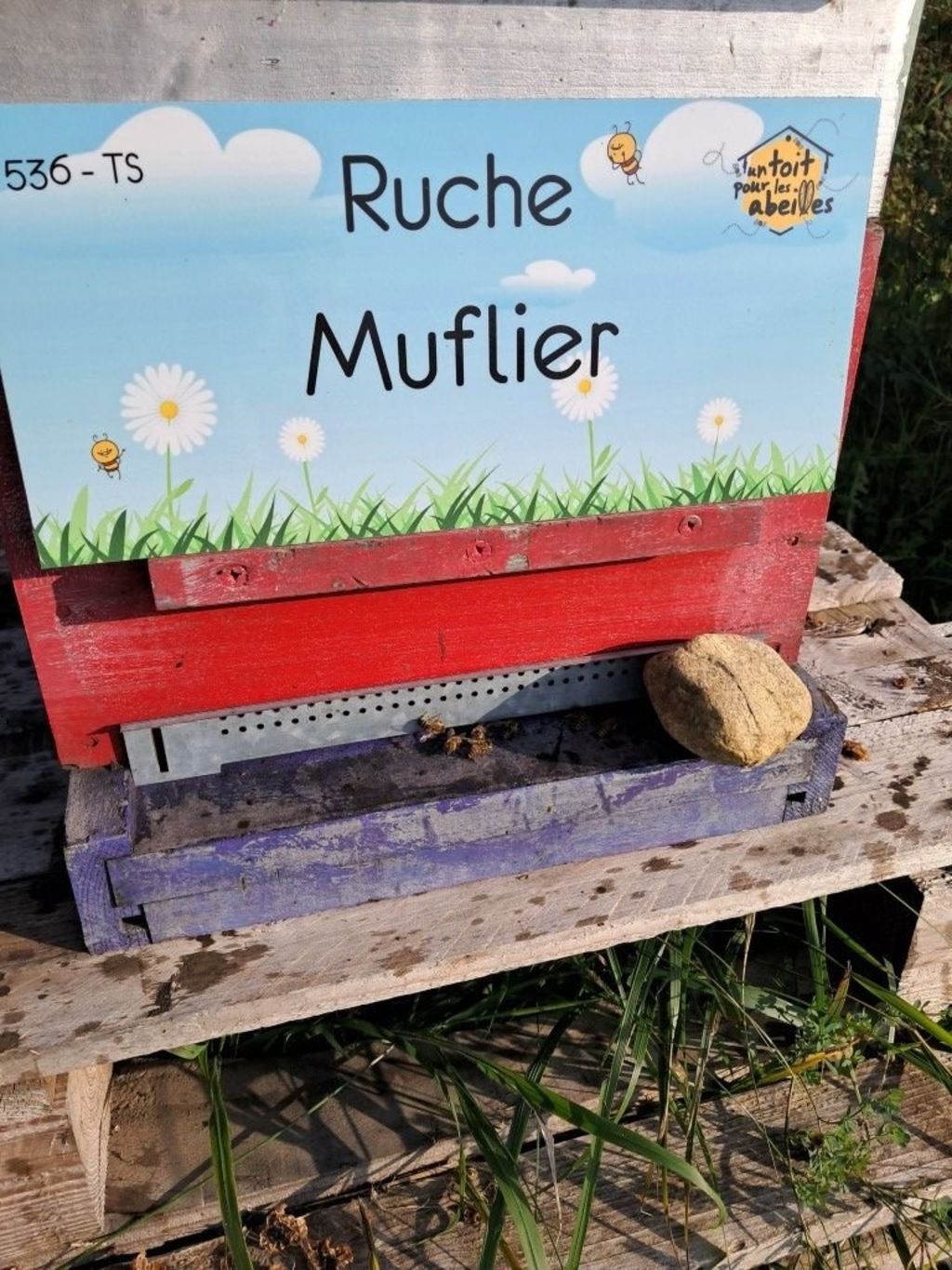 La ruche Muflier