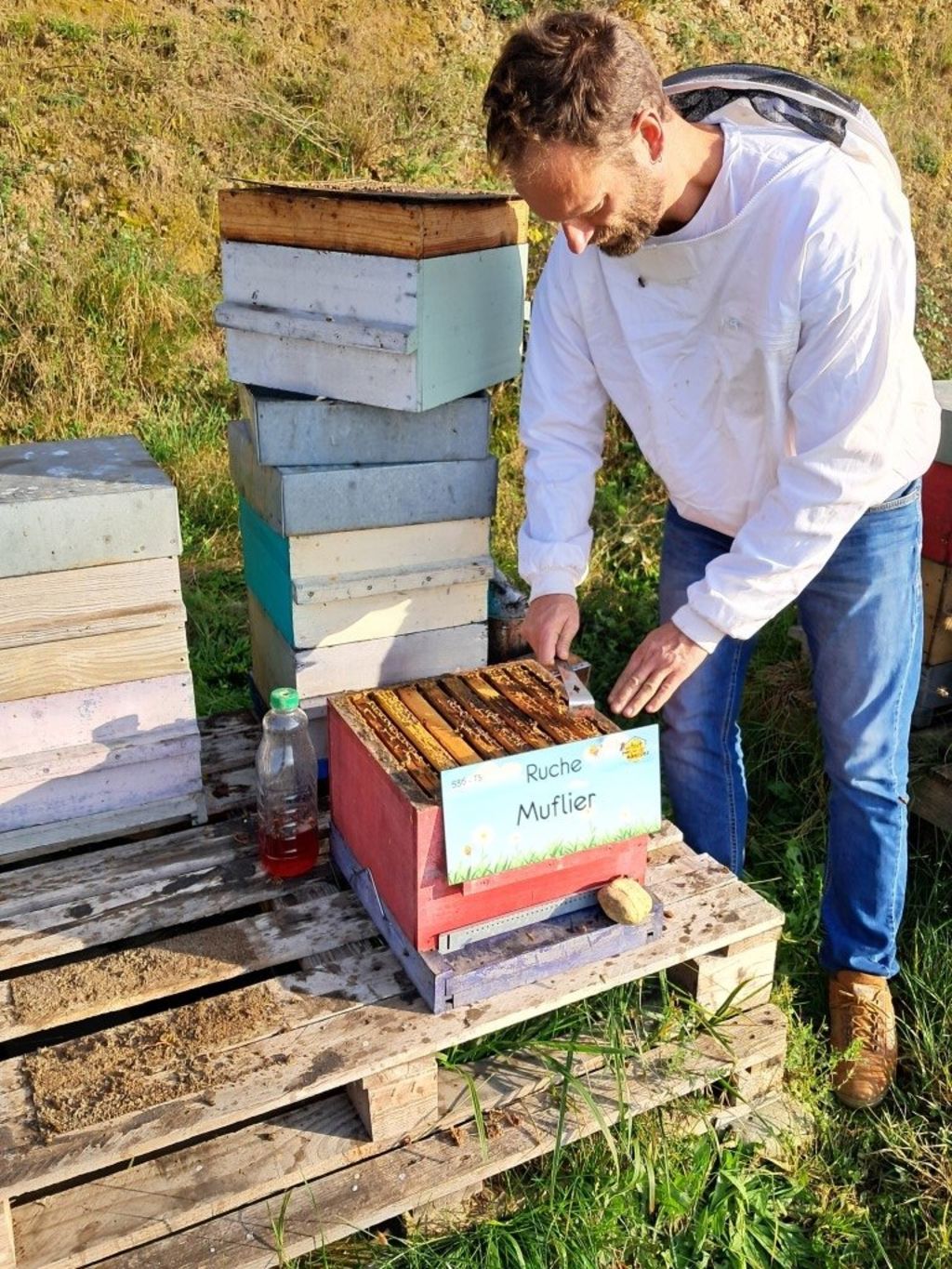 La ruche Muflier