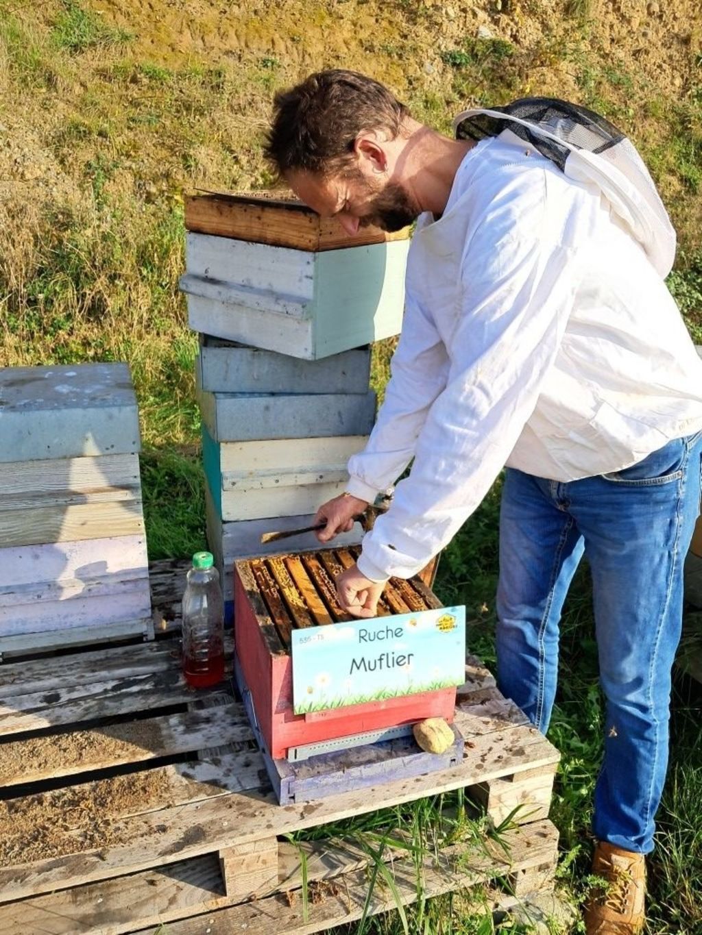 La ruche Muflier