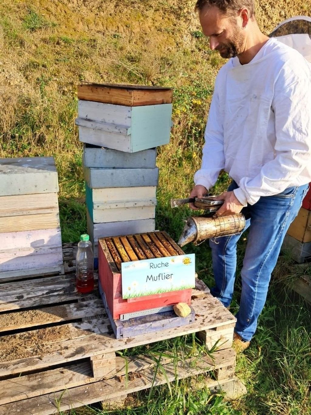 La ruche Muflier