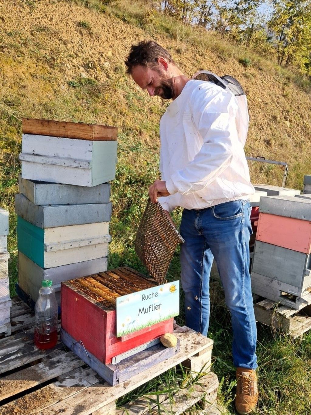 La ruche Muflier