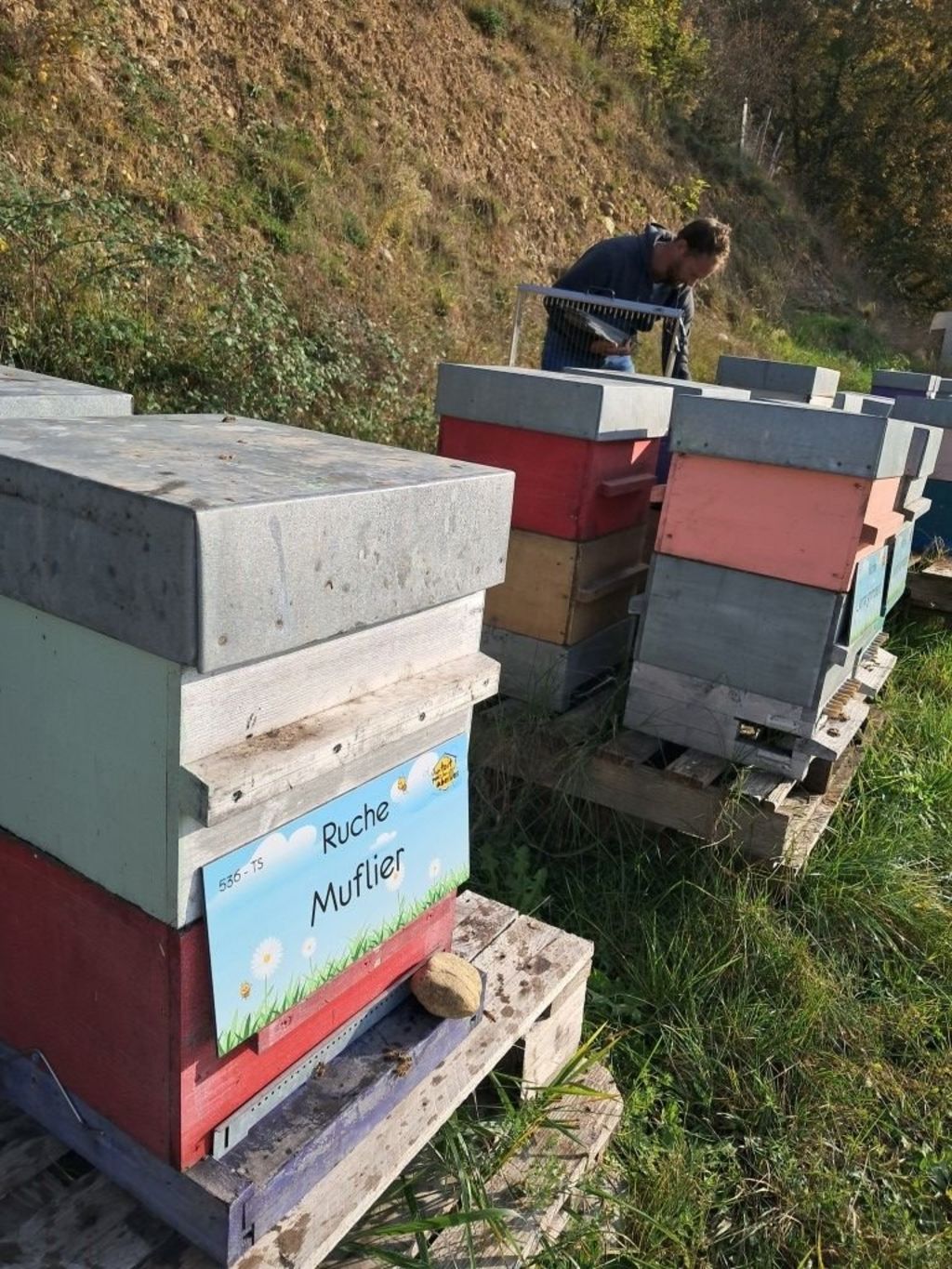 La ruche Muflier