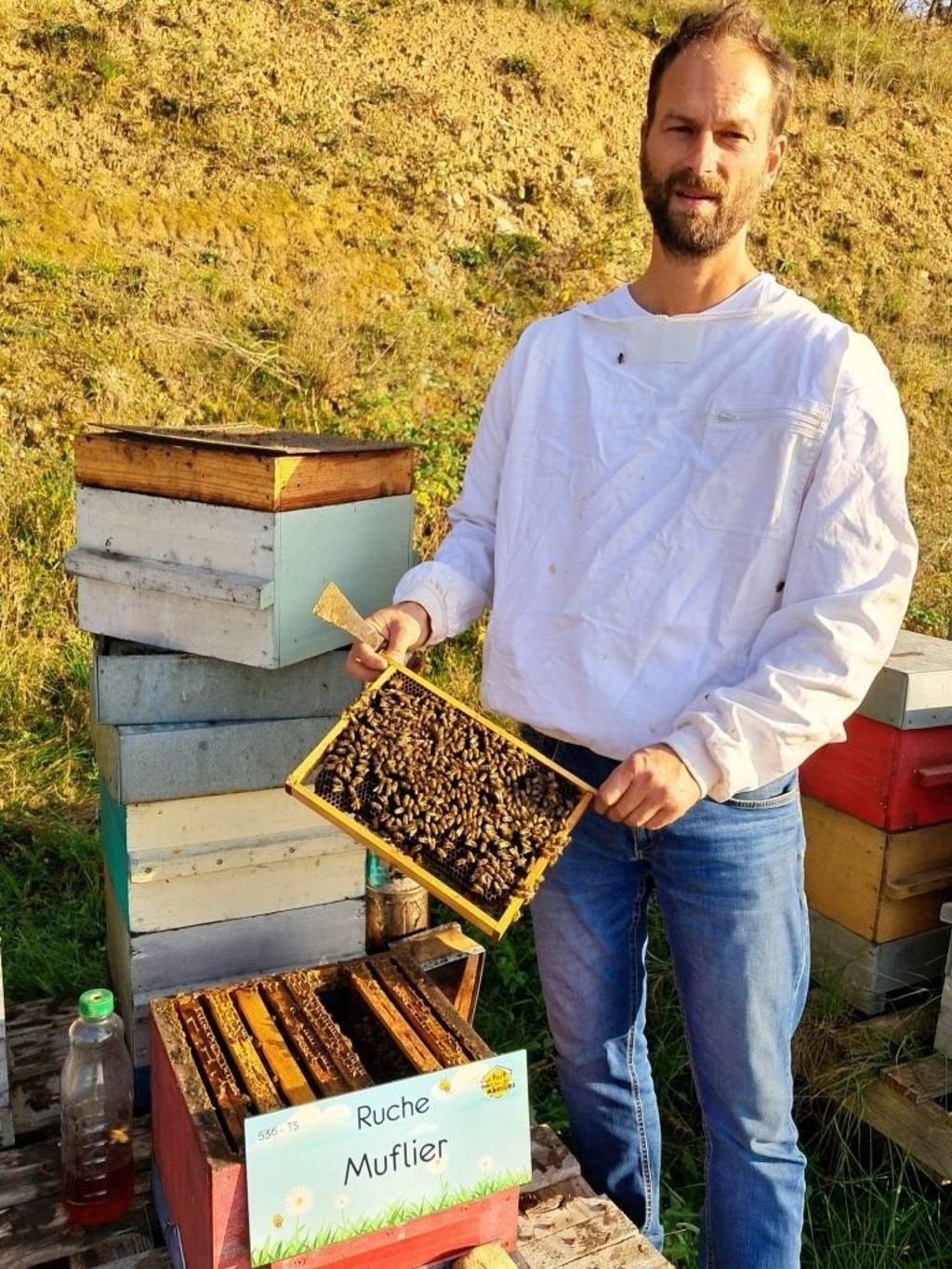 La ruche Muflier