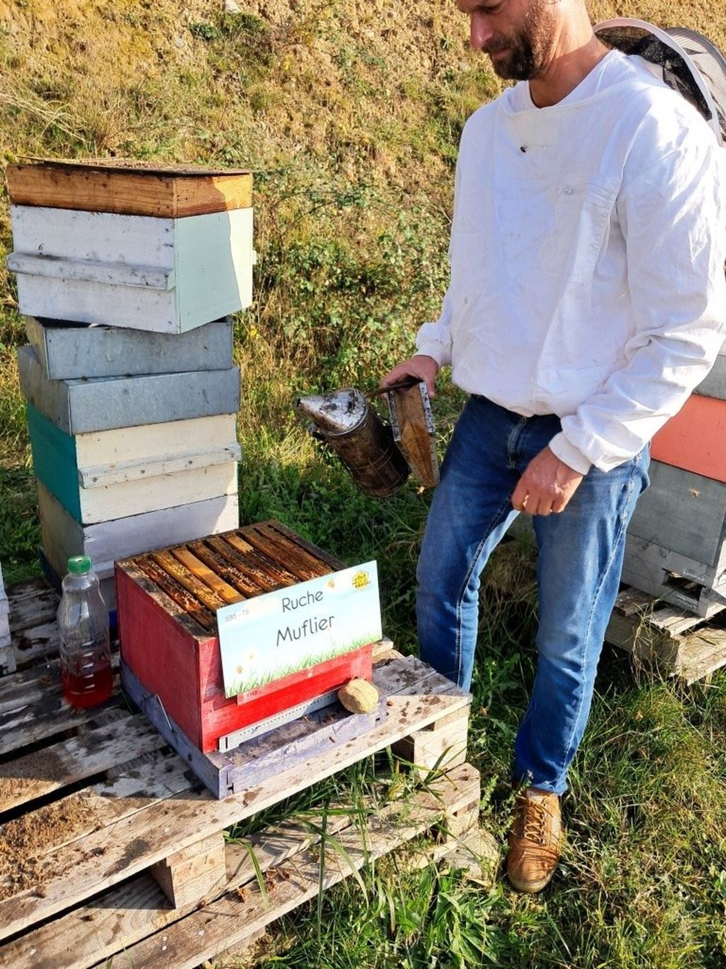 La ruche Muflier