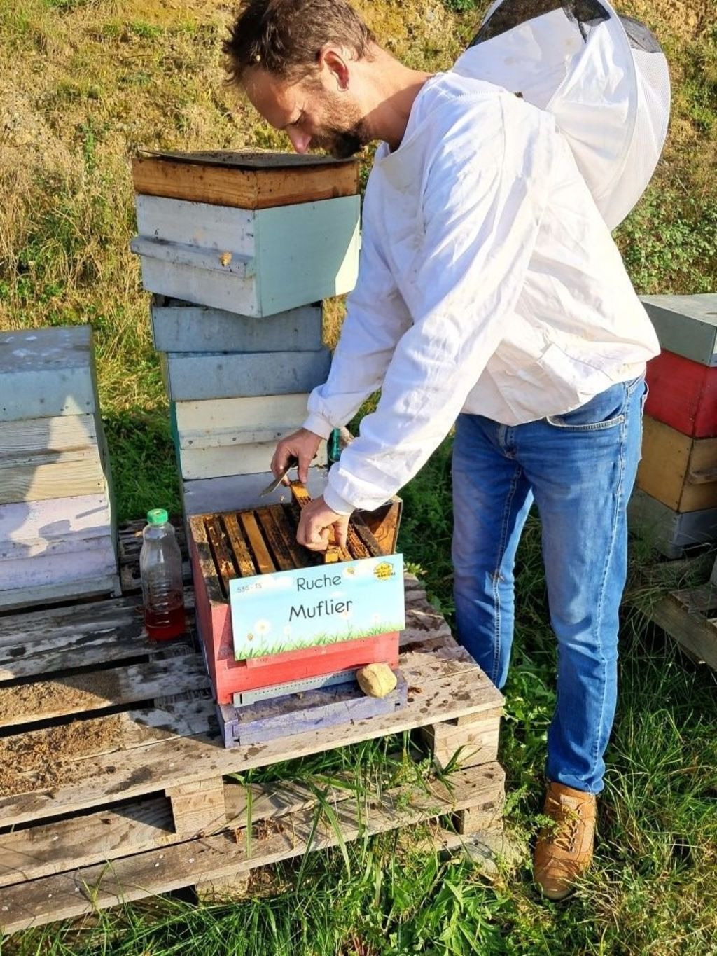 La ruche Muflier