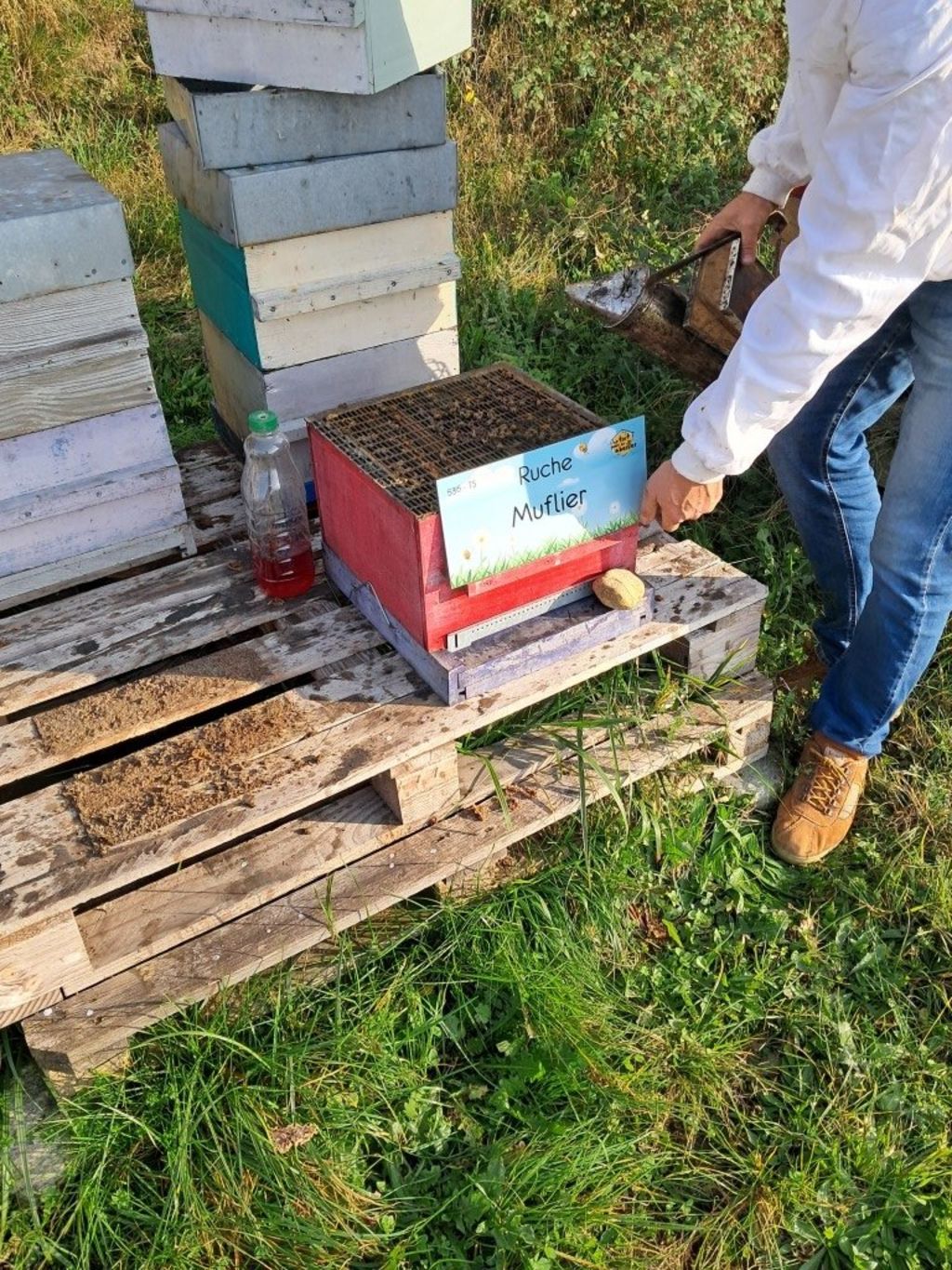 La ruche Muflier