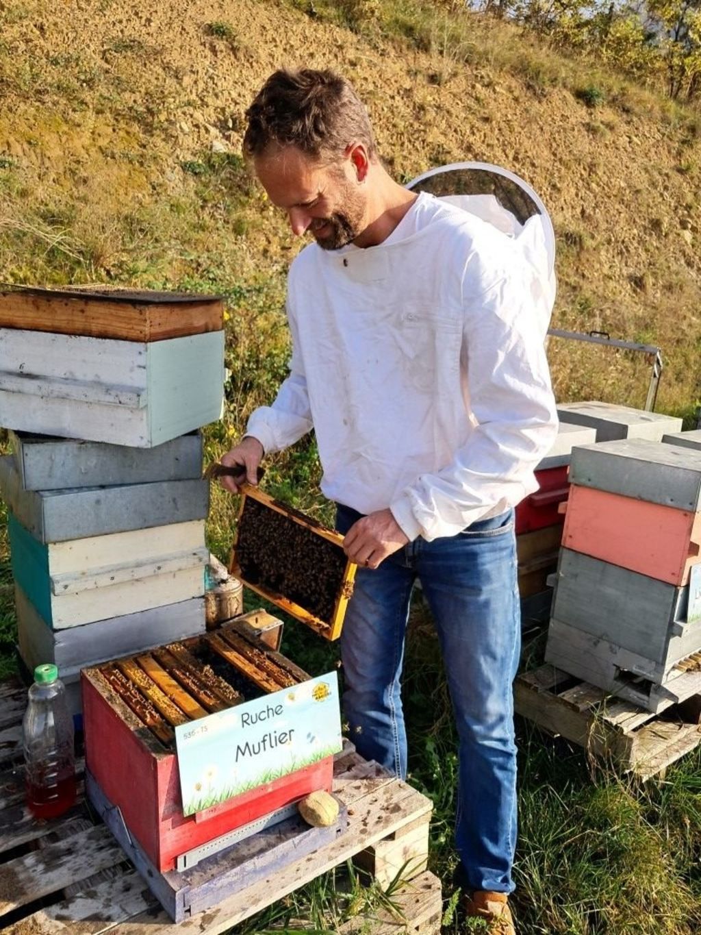 La ruche Muflier