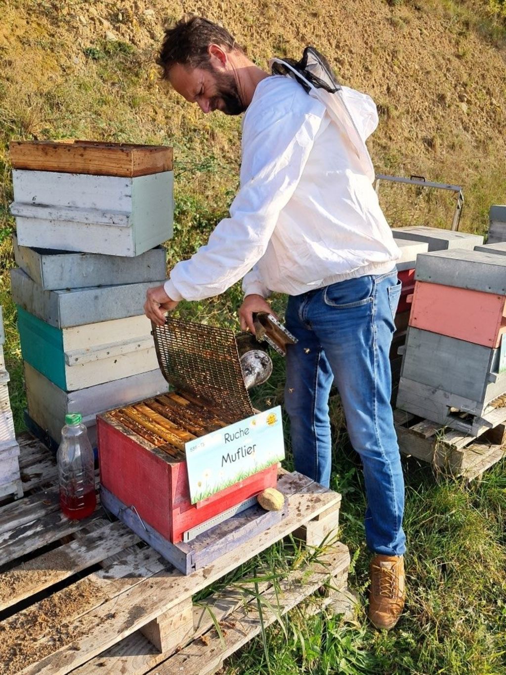La ruche Muflier