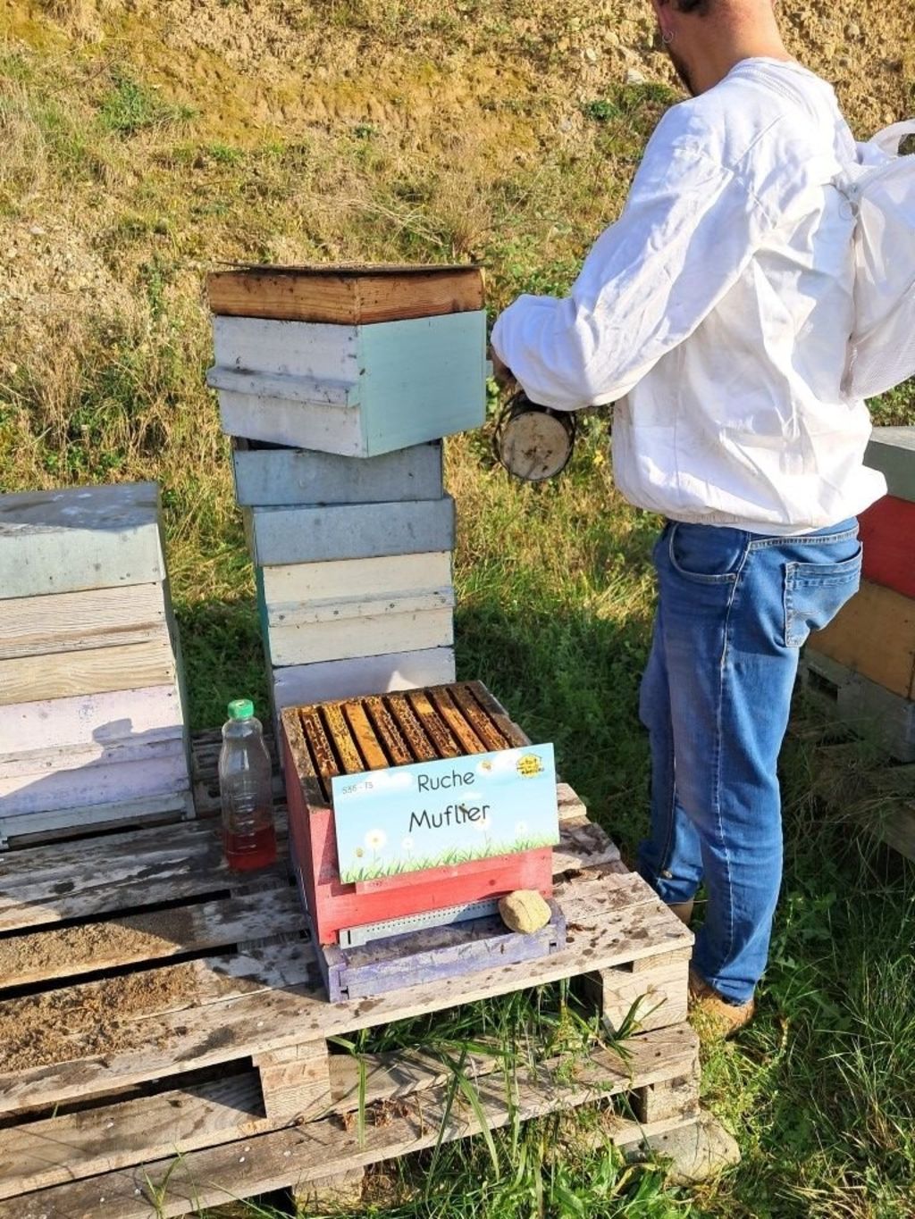 La ruche Muflier