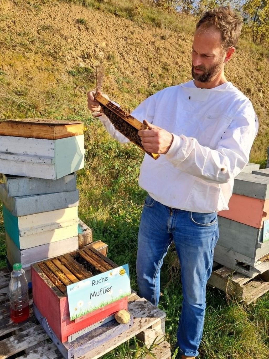 La ruche Muflier