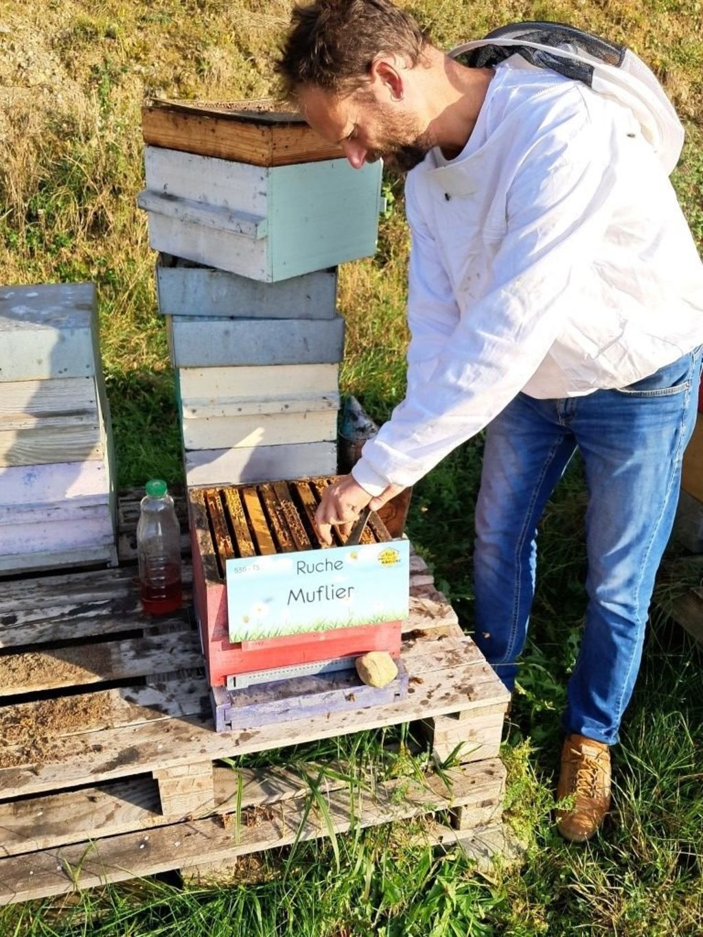 La ruche Muflier