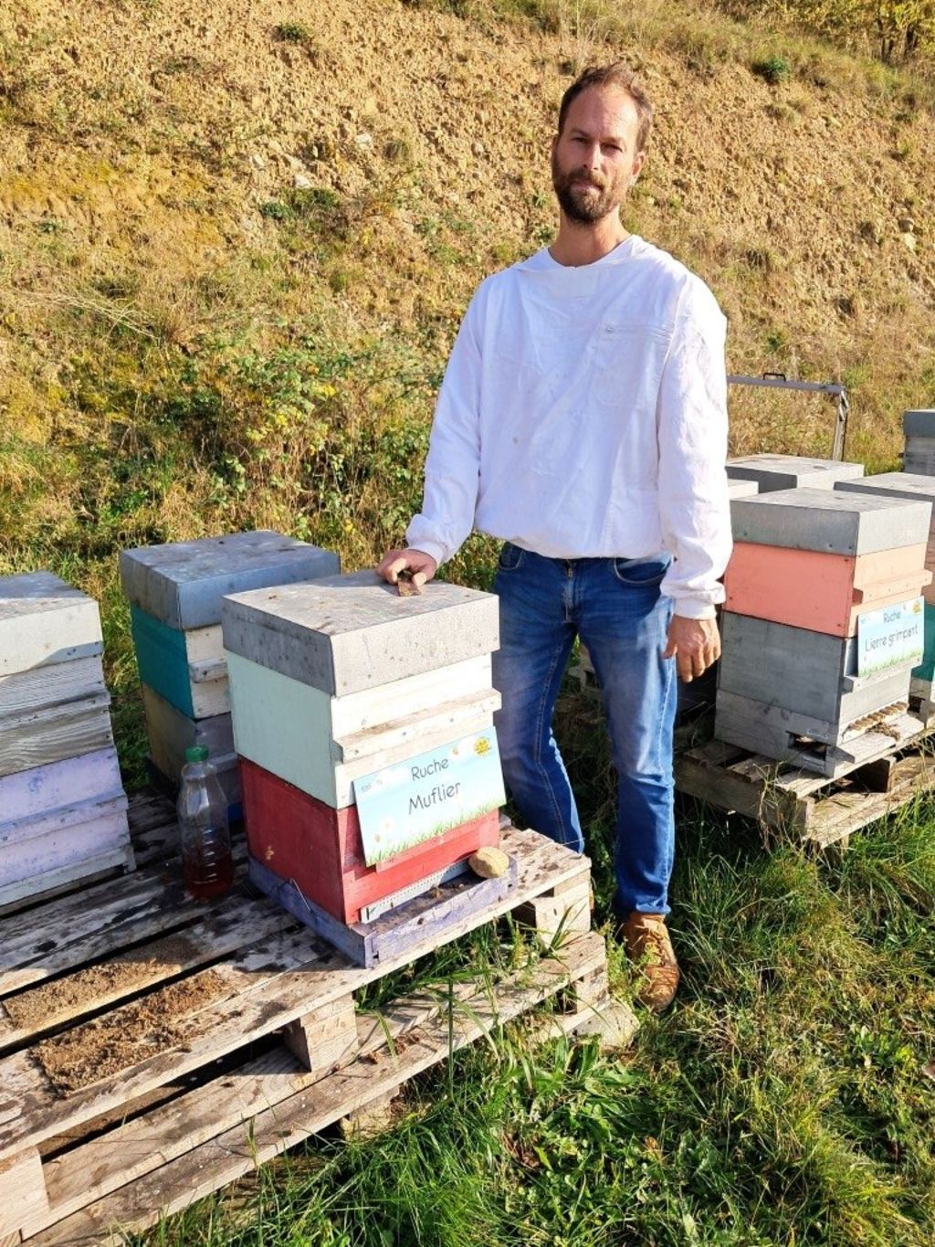 La ruche Muflier