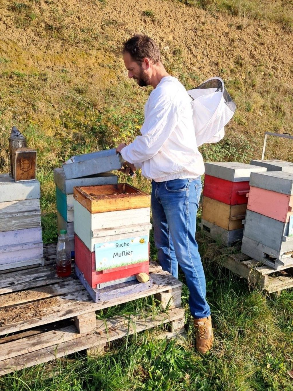 La ruche Muflier
