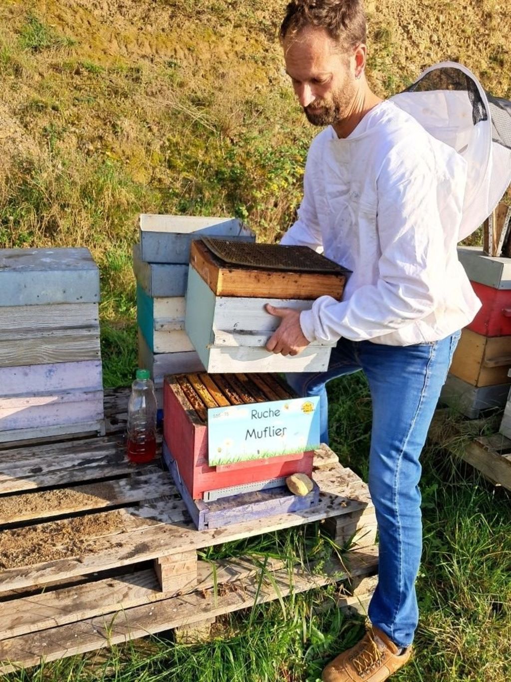 La ruche Muflier