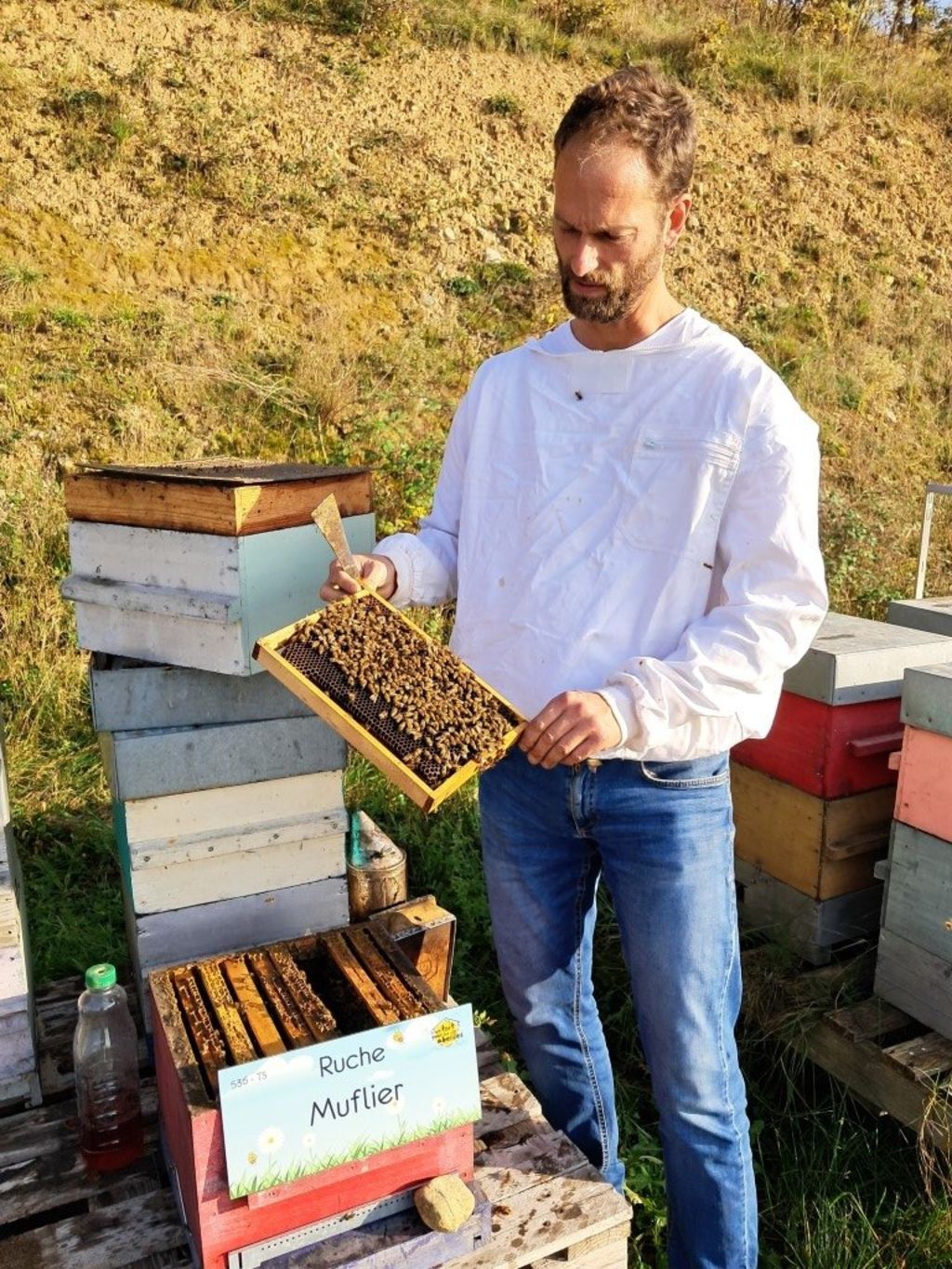 La ruche Muflier