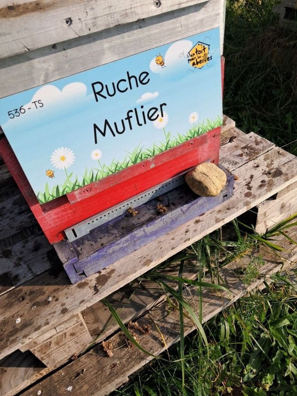 La ruche Muflier