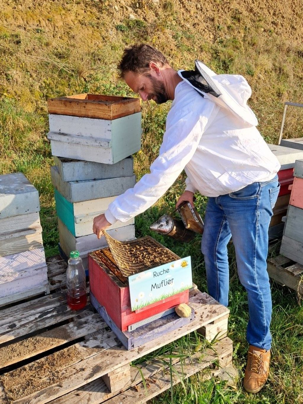La ruche Muflier