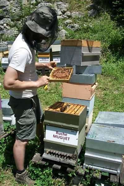 La ruche Muguet