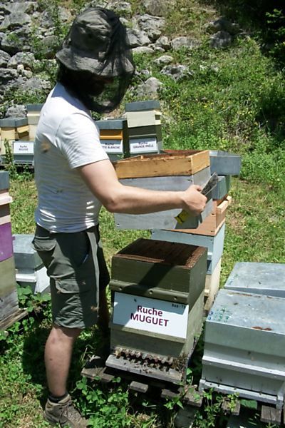La ruche Muguet