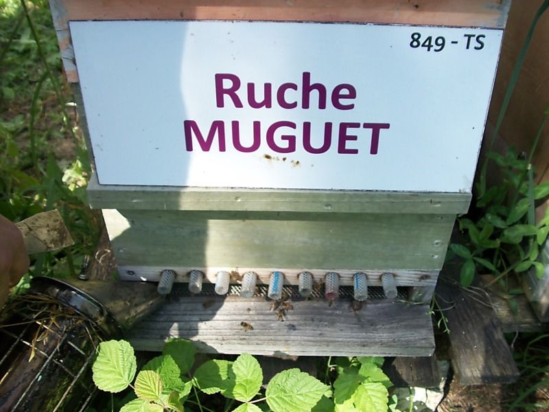La ruche Muguet