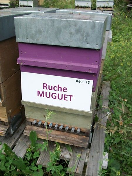 La ruche Muguet
