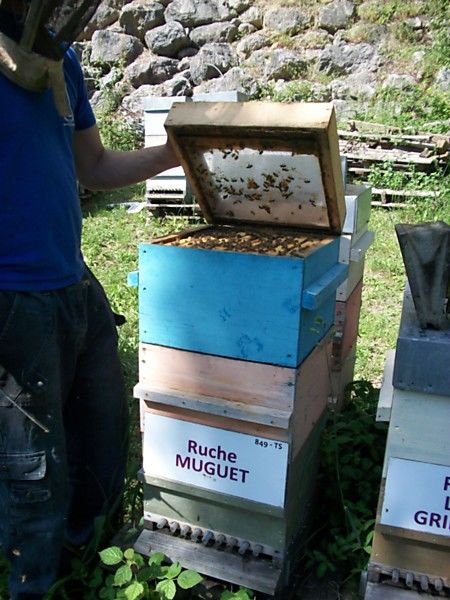 La ruche Muguet