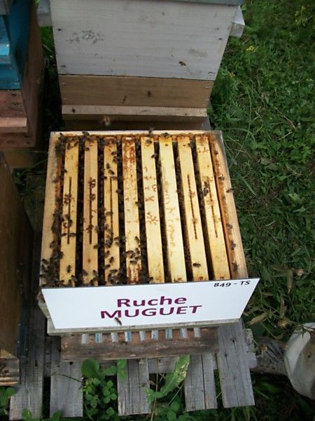 La ruche Muguet