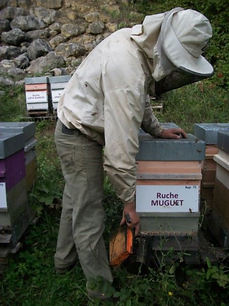 La ruche Muguet