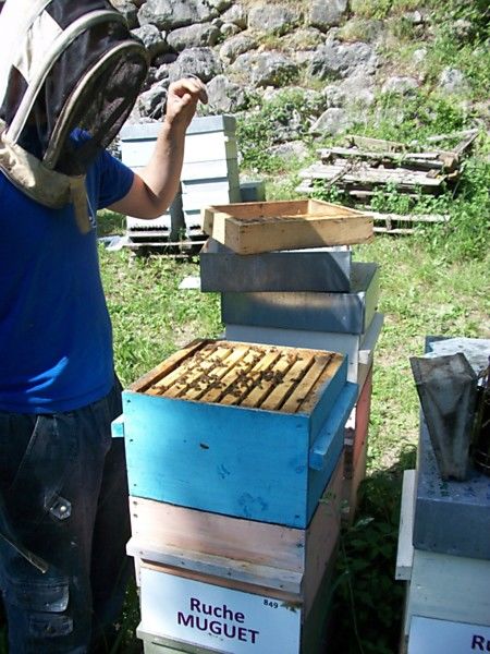 La ruche Muguet