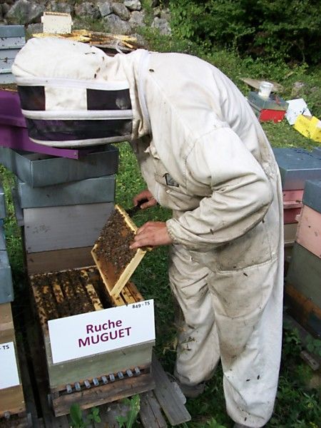 La ruche Muguet