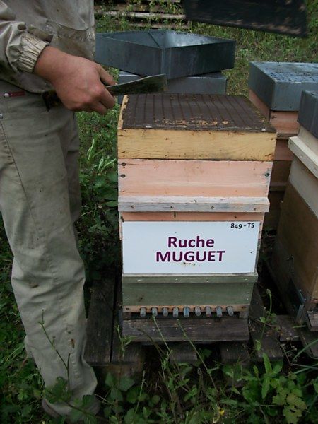 La ruche Muguet
