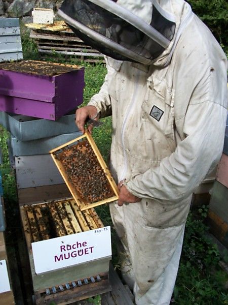 La ruche Muguet