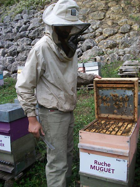 La ruche Muguet