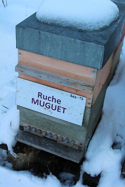 La ruche Muguet