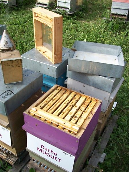 La ruche Muguet