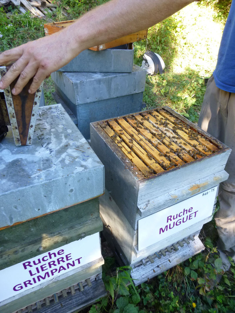 La ruche Muguet
