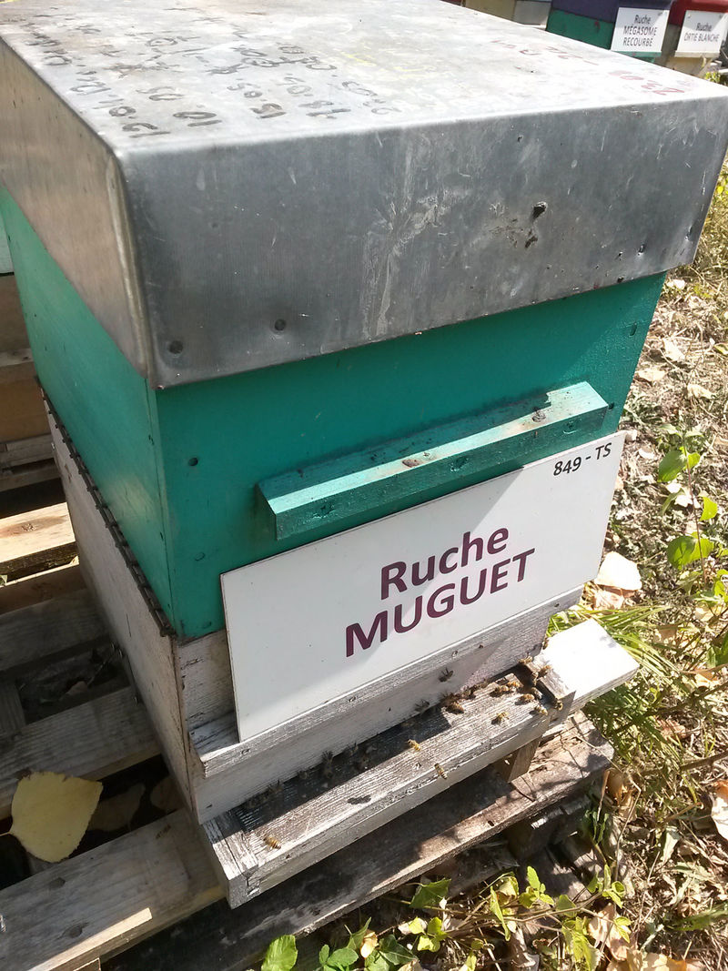 La ruche Muguet