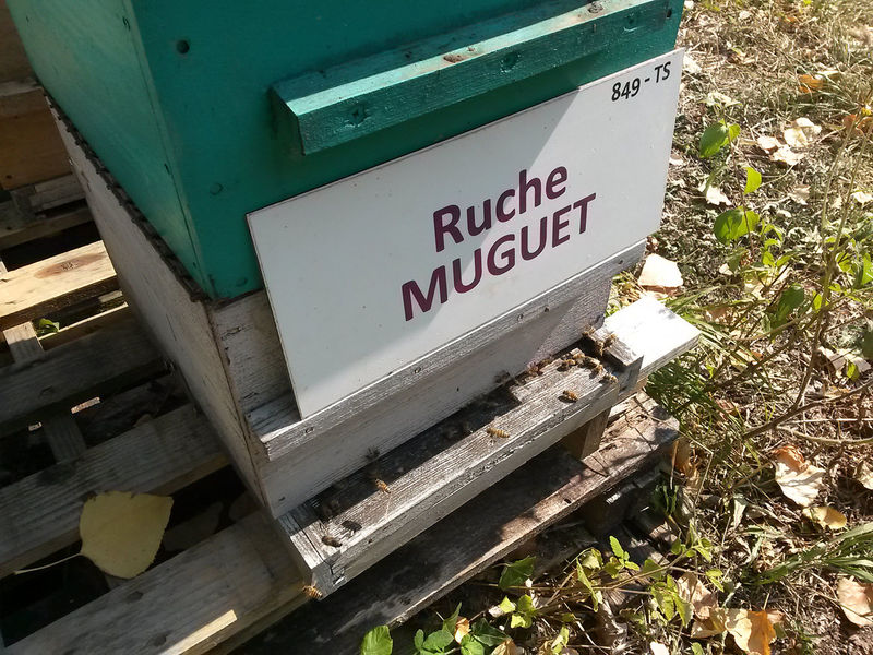 La ruche Muguet
