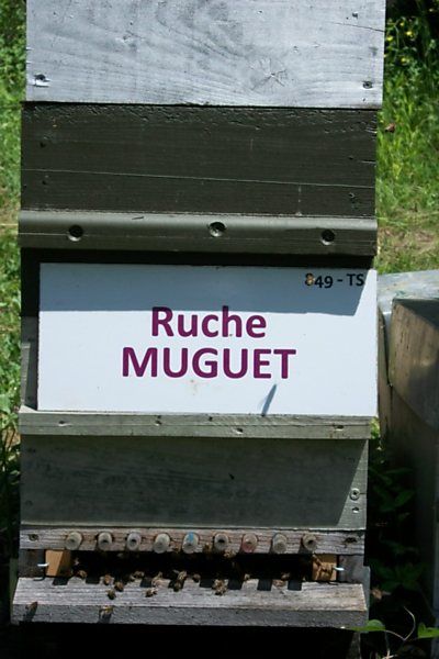 La ruche Muguet